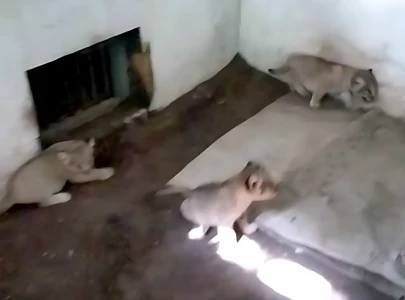 karachi zoo welcomes three new lion cubs