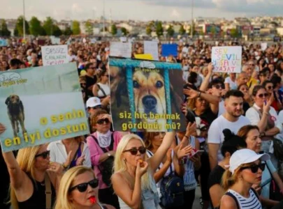thousands in istanbul protest new law on stray dogs express fears of mass culling