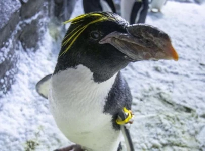 north america s oldest macaroni penguins mark their 40th year