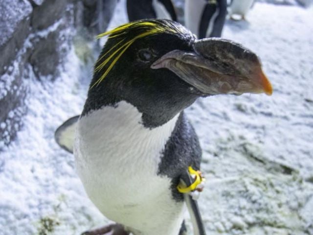 best friend a macaroni penguin living at seaworld san diego celebrated his 40th birthday photo seaworld san diego