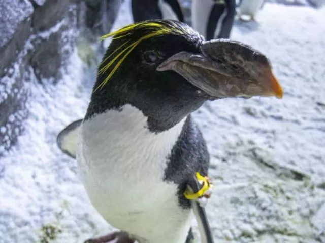 north america s oldest macaroni penguins mark their 40th year