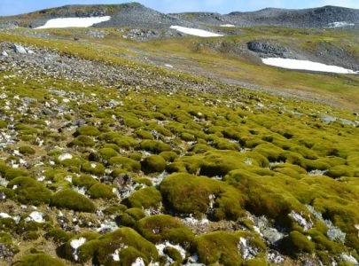 antarctica s icy peninsula turns green as temperatures rise