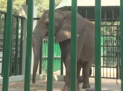 elephant sonia dies at karachi s safari park
