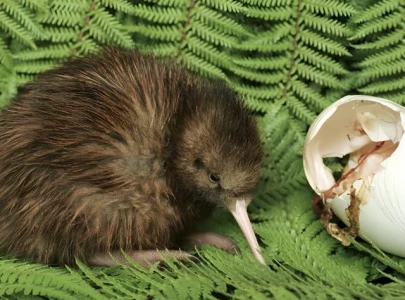kiwis not native to new zealand originally immigrated from australia experts