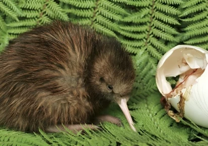 A Bird of New Zealand Also a Fruit: Discover the Fascinating Kiwi Connection