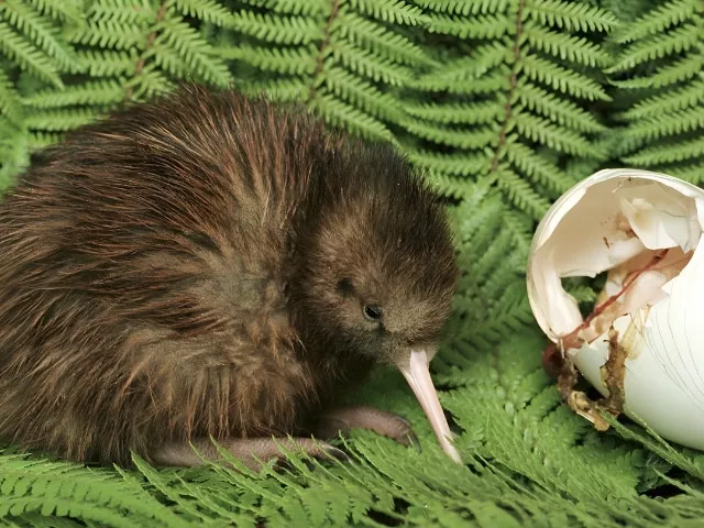 kiwi birds   reuters file