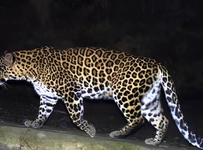 rare leopard shot dead in punjab s mandi bahauddin