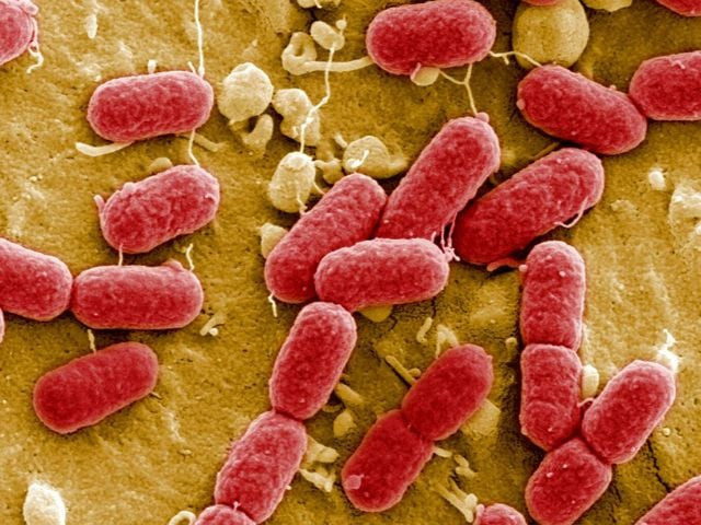 mirror bacteria synthesis could pose threat to humanity experts warn