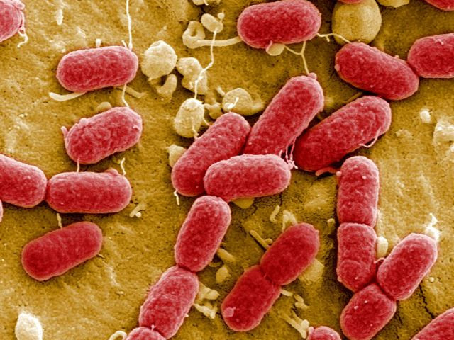 mirror bacteria synthesis could pose threat to humanity experts warn