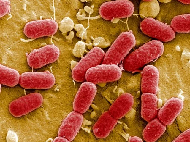 mirror bacteria synthesis could pose threat to humanity experts warn