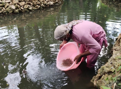 fish released in lahore zoo pond to control dengue mosquitoes