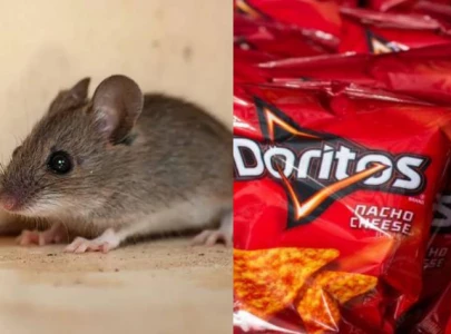 stanford experiment reveals how doritos food dye turns mice transparent