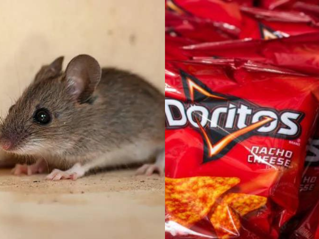 Stanford Experiment Reveals How Doritos Food Dye Turns Mice Transparent | The Express Tribune