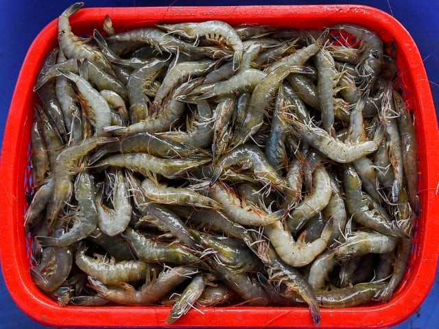 shrimp farming internship launched