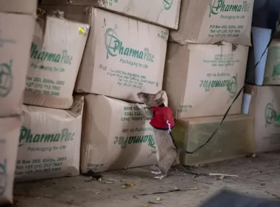 giant pouched rats can detect illegal wildlife products at tazanian ports