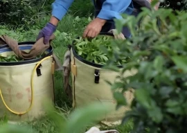 tea importers demand withdrawal of rs1 200 kg mrp