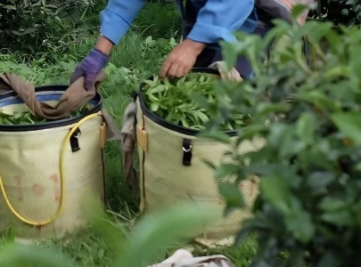 tea importers demand withdrawal of rs1 200 kg mrp