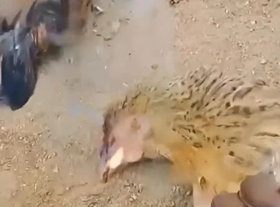 fire breathing chickens spark curiosity in indian village