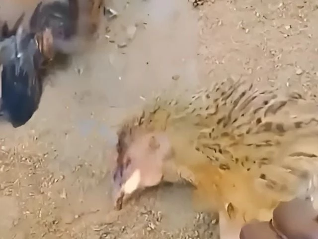 fire breathing chickens spark curiosity in indian village