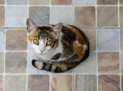 pet cruelty remains hidden behind doors