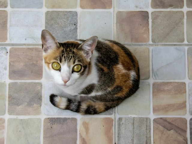 pet cruelty remains hidden behind doors