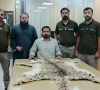 lahore authorities recover snow leopard skin in crackdown against illegal wildlife trade