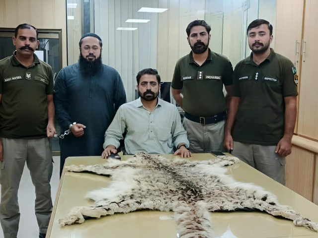 lahore authorities recover snow leopard skin in crackdown against illegal wildlife trade