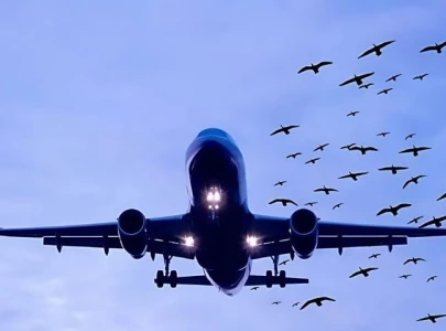 bird collided with an airplane at lahore airport