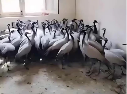 attempt to smuggle 78 rare cranes foiled in khyber pakhtunkhwa attempt to smuggle 78 rare cranes foiled in khyber pakhtunkhwa