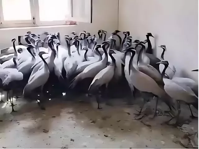 attempt to smuggle 78 rare cranes foiled in khyber pakhtunkhwa attempt to smuggle 78 rare cranes foiled in khyber pakhtunkhwa