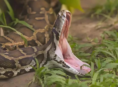 watch 64 year old woman survives two hour python attack at her home in bangkok