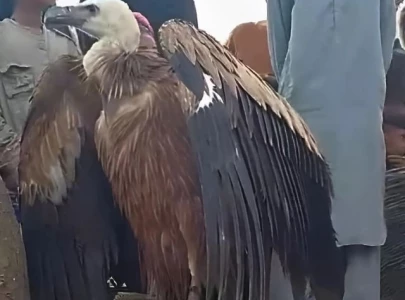 rare vulture rescued by wildlife team in rahim yar khan