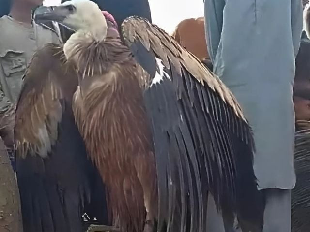 rare vulture rescued by wildlife team in rahim yar khan rare vulture rescued by wildlife team in rahim yar khan
