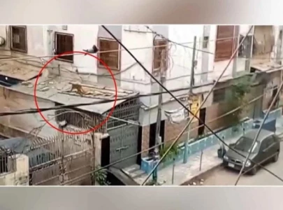 watch monkeys on the loose in karachi s soldier bazaar watch monkeys on the loose in karachi s soldier bazaar