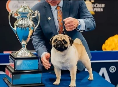 vito the pug wins big at 2024 national dog show making breed history vito the pug wins big at 2024 national dog show making breed history