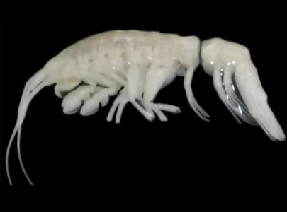 new alien looking deep sea predator discovered scientists name it darkness