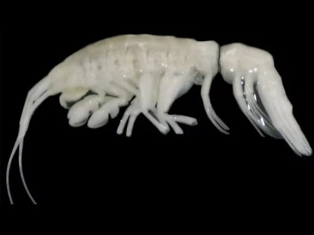 new alien looking deep sea predator discovered scientists name it darkness new alien looking deep sea predator discovered scientists name it darkness