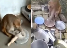 watch monkey does household chores makes bread and washes dishes