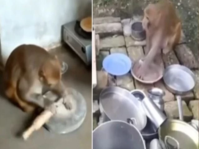 watch monkey does household chores makes bread and washes dishes watch monkey does household chores makes bread and washes dishes