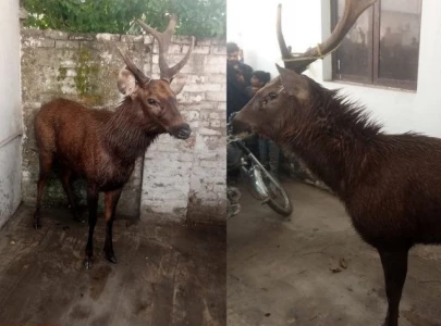 deer rescued in lahore after crossing india pakistan border