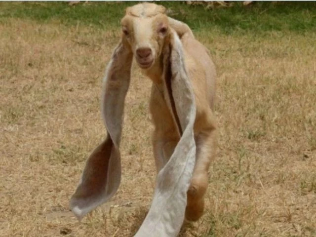 watch rare young goat with long ears sold for over rs4 million watch rare young goat with long ears sold for over rs4 million