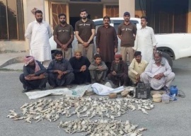 punjab wildlife squad recovers around 1 000 poached lizards in punjab