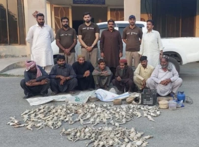 punjab wildlife squad recovers around 1 000 poached lizards in punjab punjab wildlife squad recovers around 1 000 poached lizards in punjab