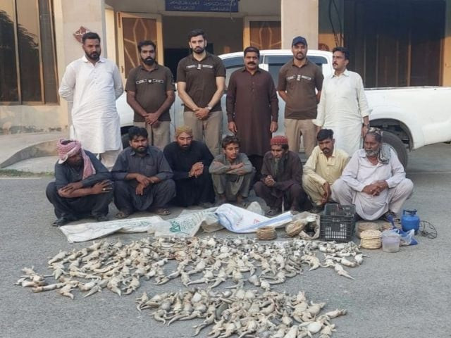 punjab wildlife squad recovers around 1 000 poached lizards in punjab