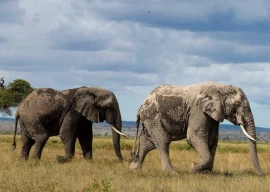 african elephant population drops by 77 study