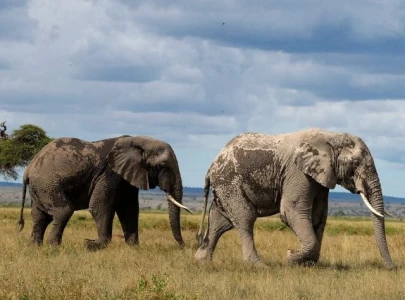african elephant population drops by 77 study african elephant population drops by 77 study