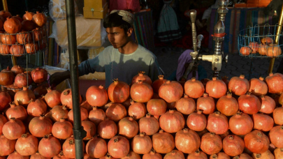 afghan pomegranate pickers jobless as fruits rot at shuttered border