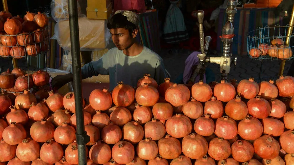 pomegranate is one of the most important crops in southern afghanistan afp pomegranate is one of the most important crops in southern afghanistan afp