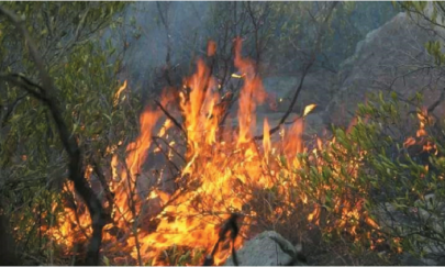 forest fire reduces pine trees to ashes in musakhail forest fire reduces pine trees to ashes in musakhail