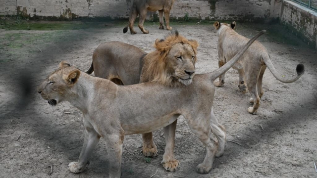 a pakistan zoo is auctioning off a dozen of its 29 lions to private buyers to free up space afp
